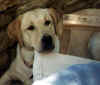 Our dogs